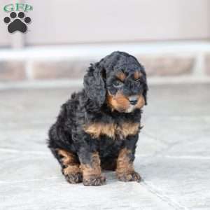 Reese, Cavapoo Puppy